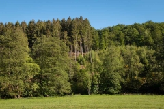 Bergischer-Panoramasteig-–-Etappe-1-20-von-21