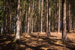 Bergischer-Panoramasteig-–-Etappe-1-3-von-21