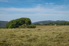 Bergischer-Panoramasteig-–-Etappe-1-4-von-21