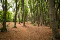 Bergischer Panoramasteig – Etappe 3 | Wald bei Biesfeld