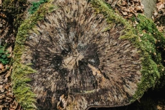 Bergischer Panoramasteig – Etappe 3