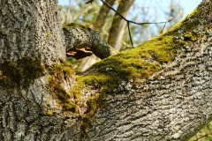 EifelSchleife Freilinger See