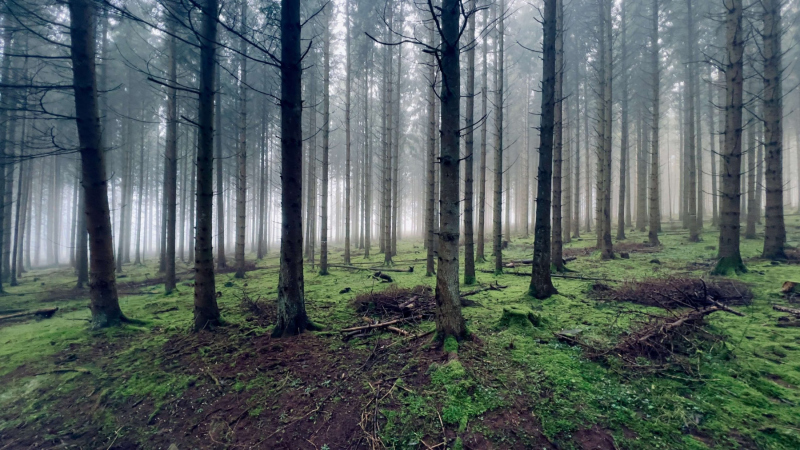 EifelSchleife Heidekopf