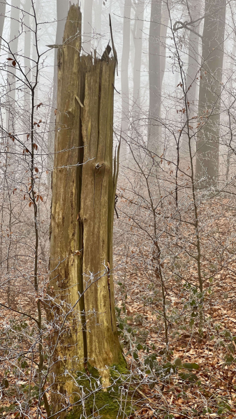 2023-03-03-EifelSchleife-Kakushoehle-und-Kartsteinhoehe_65