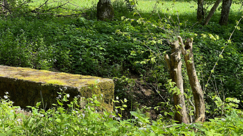 2023-05-19-Eifelschleife-Kuechenschellen-8