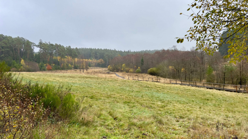 EifelSchleife-Naturwanderpfad-03