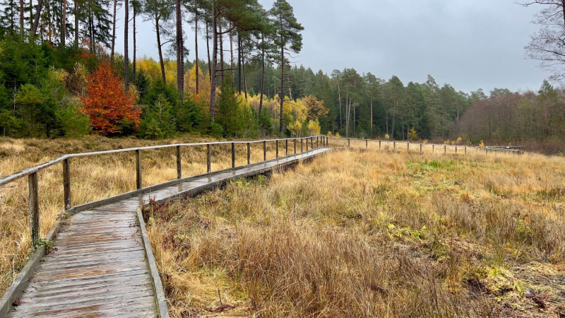 EifelSchleife-Naturwanderpfad-04