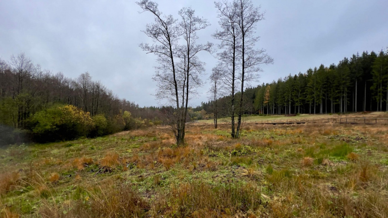 EifelSchleife-Naturwanderpfad-05