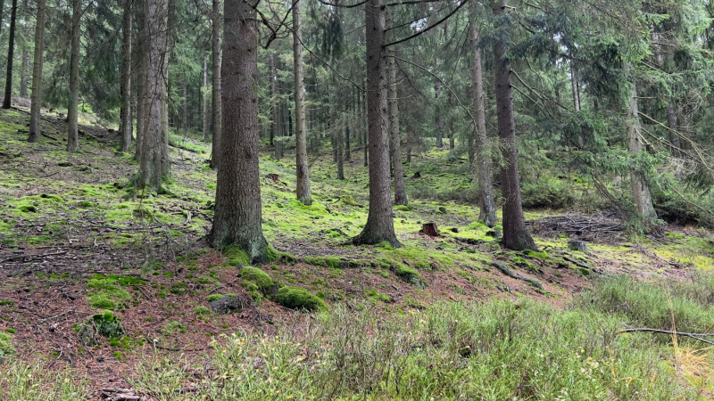 EifelSchleife-Naturwanderpfad-07