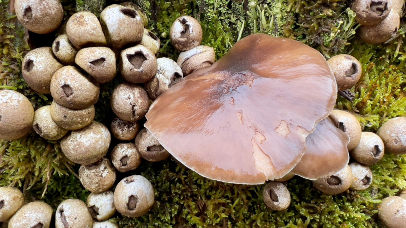 EifelSchleife-Naturwanderpfad-09