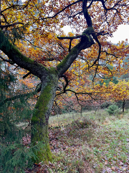 EifelSchleife-Naturwanderpfad-10