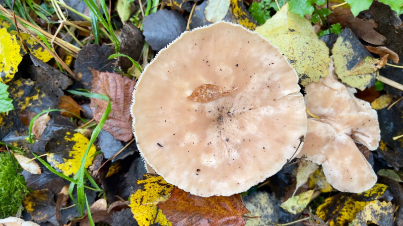 EifelSchleife-Naturwanderpfad-15