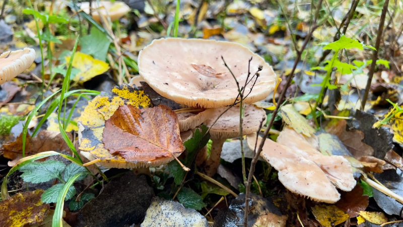 EifelSchleife-Naturwanderpfad-16