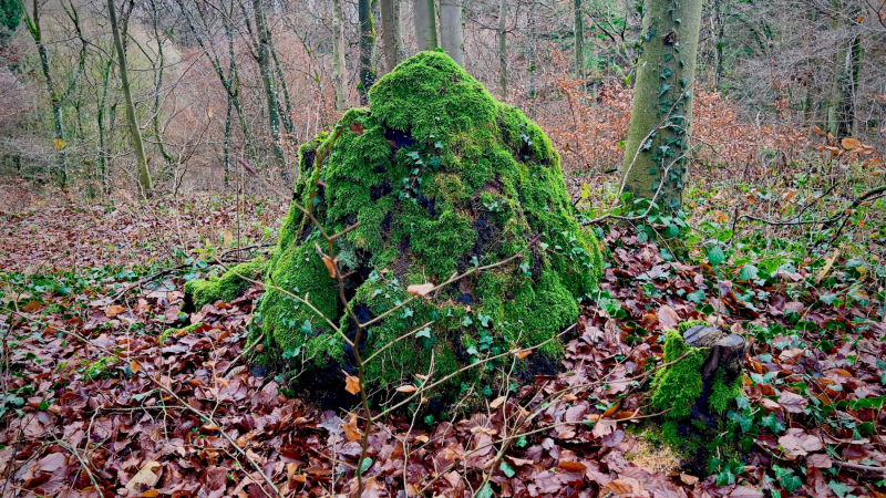 EifelSchleife-Quelle-der-Erft-04