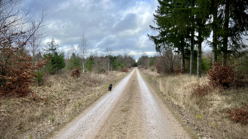 2023-02-Eifelschleife-Stille-im-Buchenwald_13