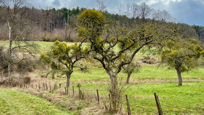2023-02-26-20230226-EifelSchleife-Stockertblick-und-Herkelstein_20