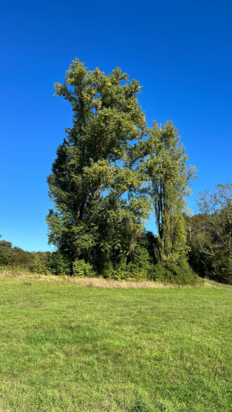 Hunderunde-durch-die-Parks-im-Koelner-Sueden_2022-10-04-358-scaled