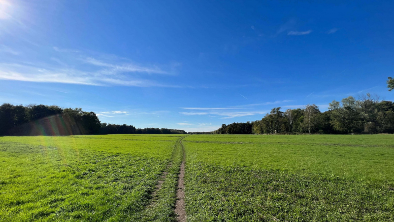 Hunderunde-durch-die-Parks-im-Koelner-Sueden_2022-10-04-361-scaled