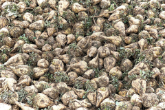 Roemerkanal-Wanderweg-Etappe-4_2022-10-21-467