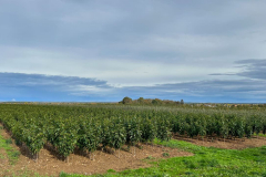 Roemerkanal-Wanderweg-Etappe-4_2022-10-21-470