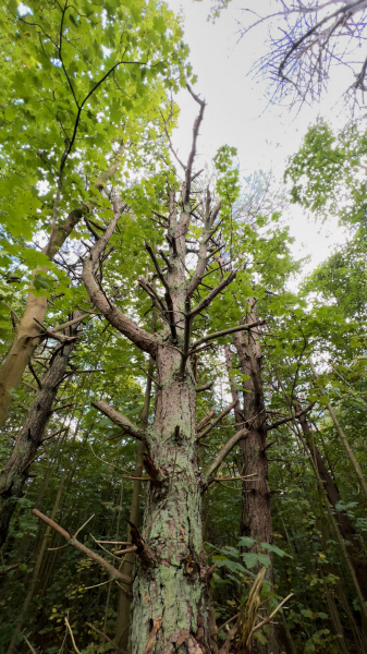 Wanderung Den Oever Robbenoordbos