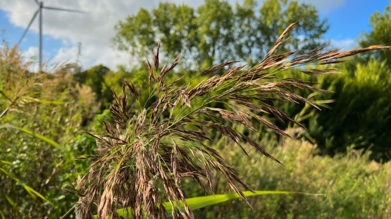 Wanderung Den Oever Robbenoordbos