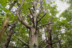 Wanderung Den Oever Robbenoordbos