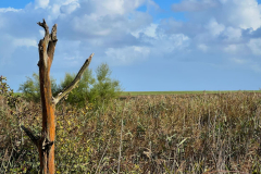 Wanderung Den Oever Robbenoordbos