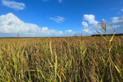 Wanderung Den Oever Robbenoordbos