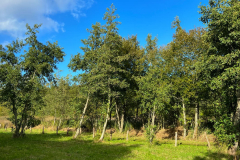 Wanderung Den Oever Robbenoordbos