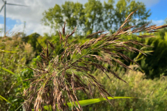 Wanderung Den Oever Robbenoordbos