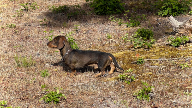 Schandelose-Heide_1600-scaled
