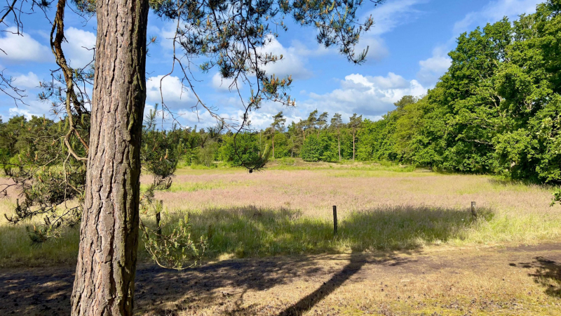 Schandelose-Heide_1602-scaled