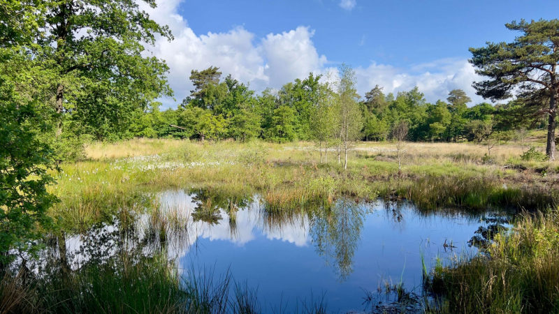 Schandelose-Heide_1606-scaled
