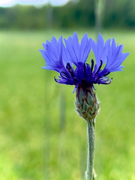 Schandelose-Heide_1609-scaled