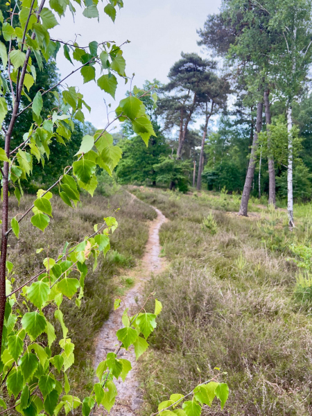 Schandelose-Heide_1624-scaled