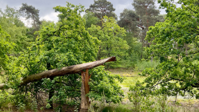 Schandelose-Heide_1629-scaled