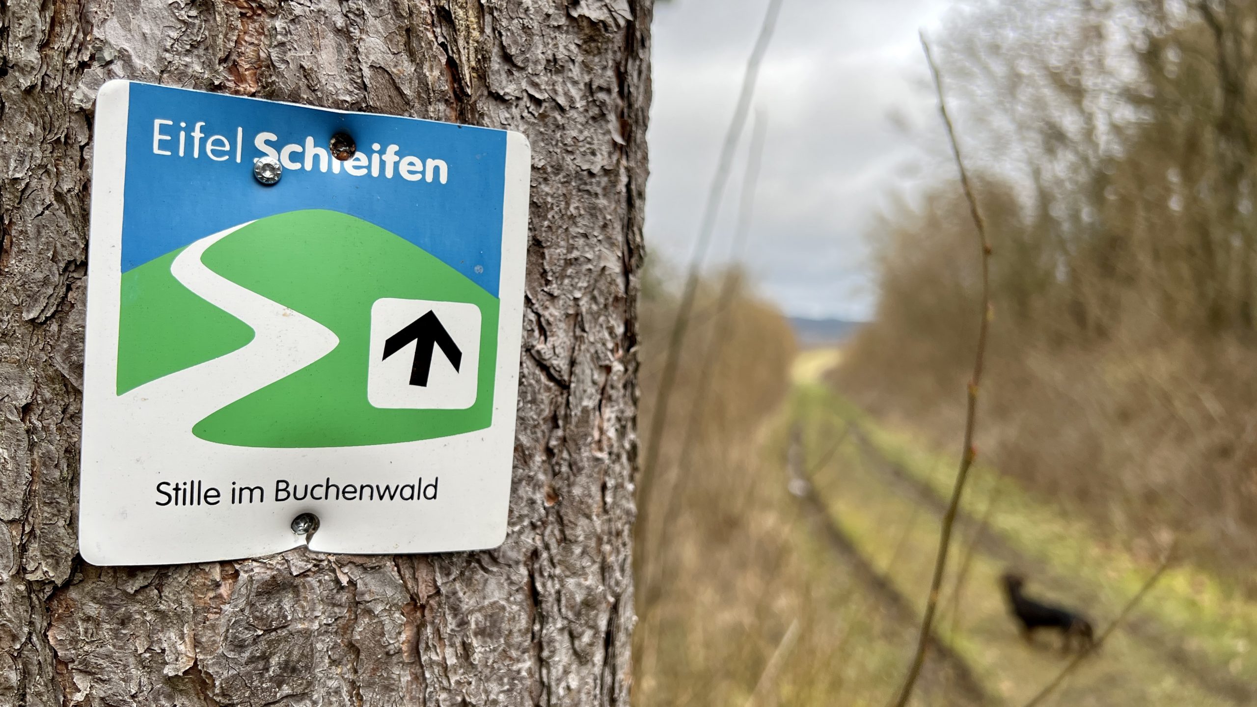 Eifelschleife Stille im Buchenwald