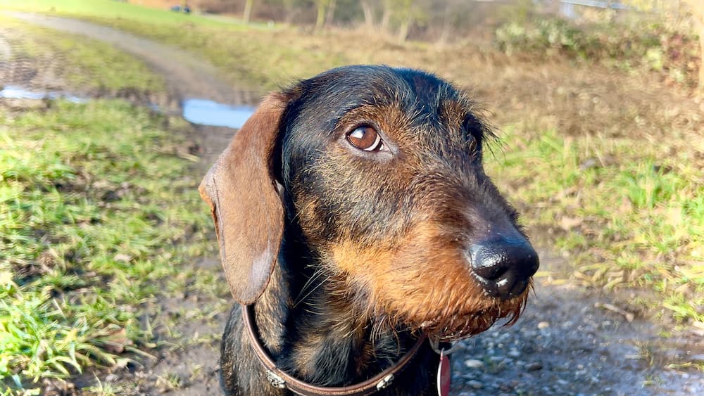 Wanderung von Hinsbeck über Hübeck und zurück